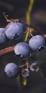 Food,Blueberry,Branch,Berry,Bilberries