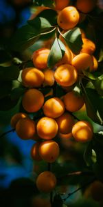 Food,Branch,Apricots,Fruits