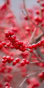 Food,Branch,Berry