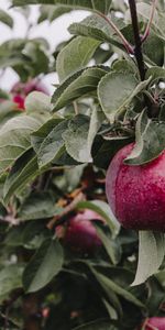 Branche,Drops,Nourriture,Pomme