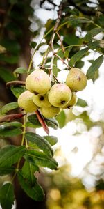 Food,Branch,Fruit,Pear,Leaves