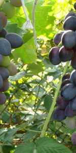 Food,Branch,Greens,Leaves,Grapes