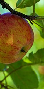 Hojas,Rama,Fruta,La Fruta,Comida,Manzana