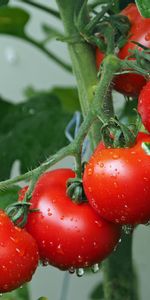 Food,Branch,Tomatoes,Drops,Harvest