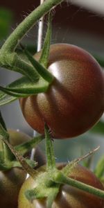 Food,Branch,Tomatoes,Vegetables