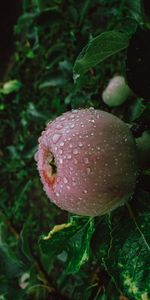 Food,Branches,Drops,Wet,Fruit,Apple