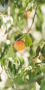 Food,Branches,Ripe,Apricot,Fruit