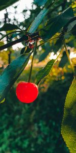 Food,Cherry,Leaves,Branch,Fruit