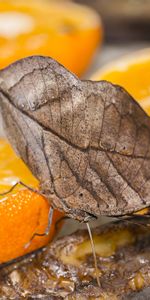 Food,Citrus,Butterflies