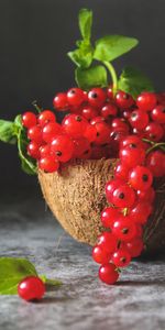 Food,Currant,Berry,Leaves,Fruit