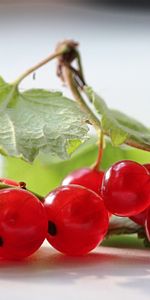 Food,Currant,Branch,Greens,Leaves