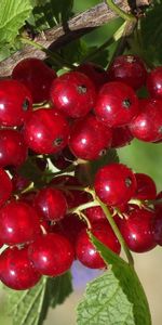 Food,Currant,Branch,Sweet