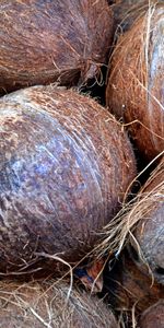 Coconuts,Palma,Fruta,Comida