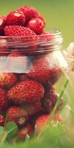 Food,Fruits,Strawberry