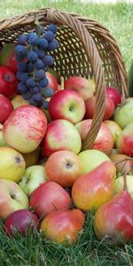 Panier,Herbe,Pommes,Nourriture