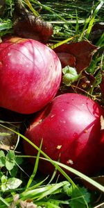 Herbe,Nourriture,Pommes,Automne