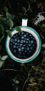 Food,Grass,Berry,Leaves,Bilberries,Cup