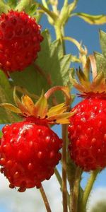 Food,Grass,Branch,Wild Berry,Forest Berry