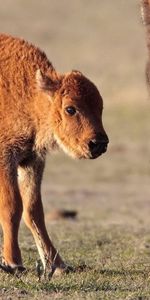 Food,Grass,Calf,Stroll,Bison,Animals,Buffalo