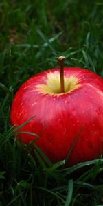 Food,Grass,Fruit,Apple