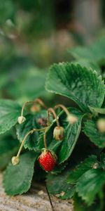 Food,Grass,Leaves,Macro,Berry,Wild Strawberries,Strawberry