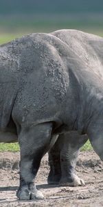 Food,Grass,Pair,Large,Rhinos,Animals,Couple