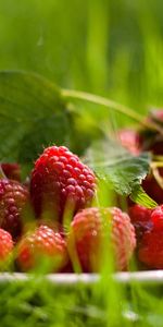 Food,Grass,Raspberry,Berry,Plate