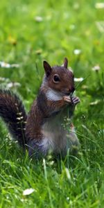 Animales,Ardilla,Hierba,Paseo,Comida