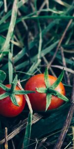 Herbe,Tomates,Légumes,Nourriture