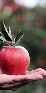 Comida,Mano,Fruta,La Fruta,Manzana