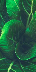 Food,Leaves,Chinese Cabbage,Vegetable