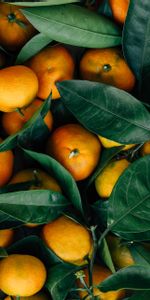 Feuilles,Mandarines,Agrume,Agrumes,Fruits,Nourriture