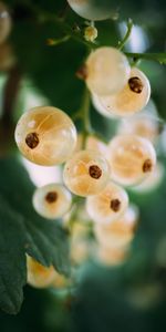 Feuilles,Groseille,Fruit,Le Fruit,Nourriture