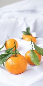 Food,Leaves,Tangerines,Citrus,Fruits