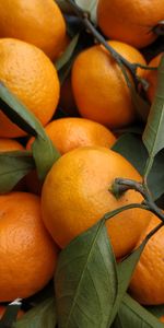 Food,Leaves,Tangerines,Fruits,Citrus