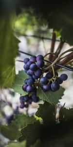 Food,Leaves,Vine,Berries,Fruits,Grapes