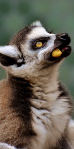 Food,Muzzle,Sight,Opinion,Lemur,Animals