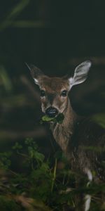 Food,Nice,Sweetheart,Deer,Animals,Grass,Wildlife