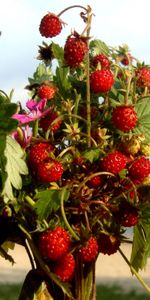 Nourriture,Plantes,Fraise