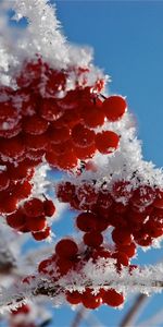 Food,Plants,Winter,Snow,Berries