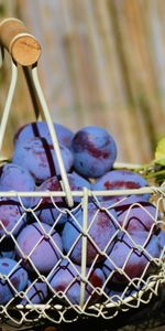 Panier,Plum,Nourriture,Fruits