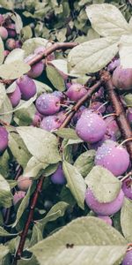 Food,Plum,Branch,Leaves,Fruits