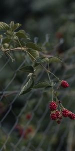 Food,Raspberry,Berries,Branch