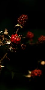 Food,Raspberry,Berries,Dark