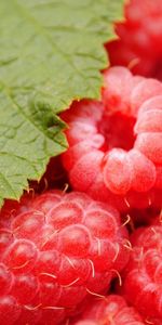 Framboise,Nourriture,Baies,Plantes