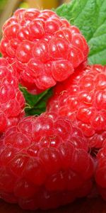 Food,Raspberry,Berry,Ripe,Twig,Sprig