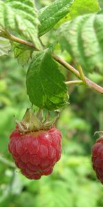 Food,Raspberry,Branch,Berry,Leaves