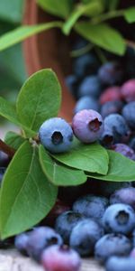 Food,Scattered,Bucket,Lingonberry,Cowberry,Berry