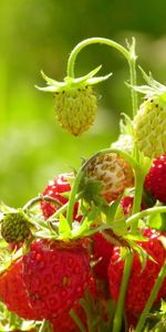 Food,Strawberry,Branch,Wild Strawberries,Leaves