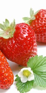 Food,Strawberry,Fruits